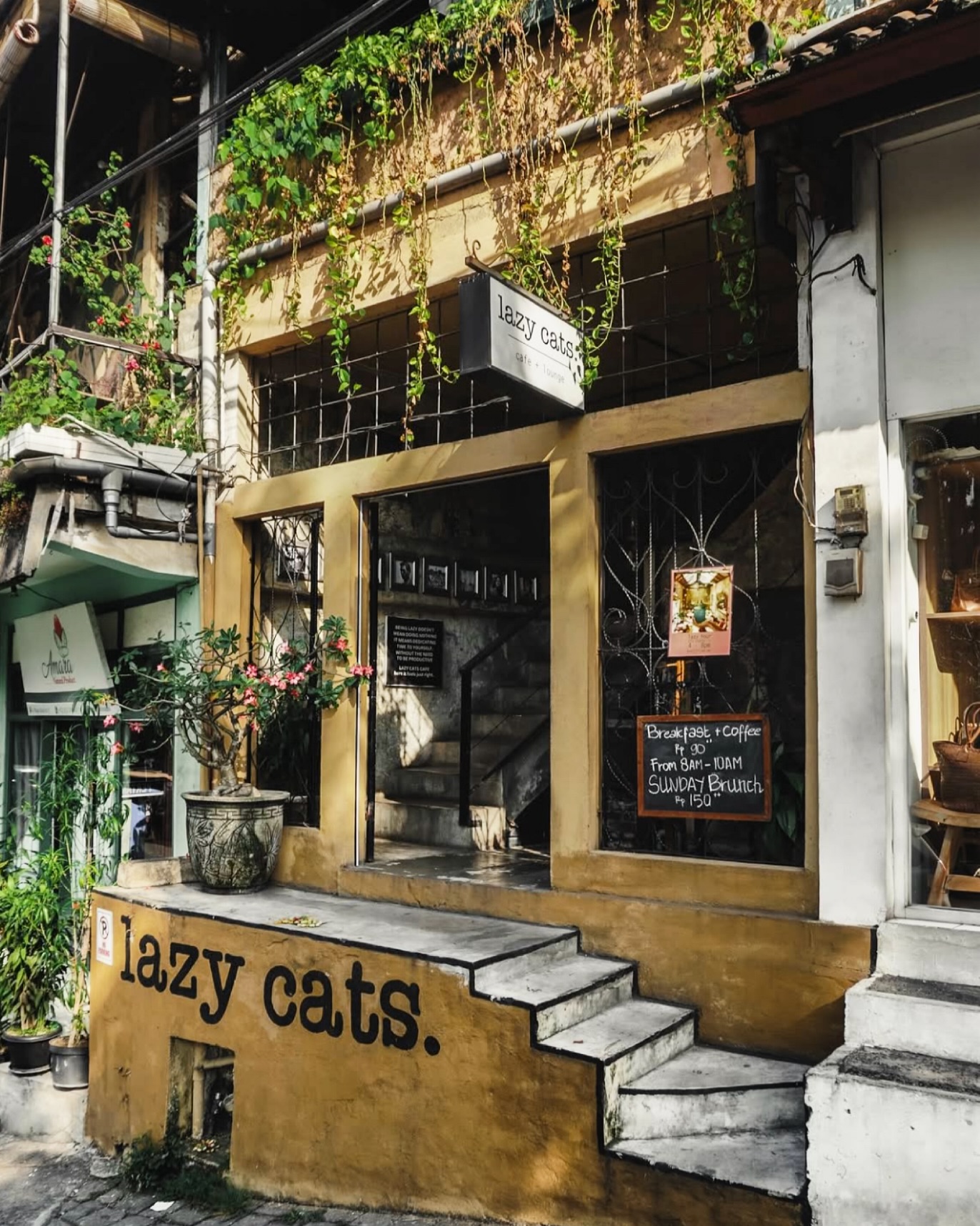 Lazy Cats Cafe
