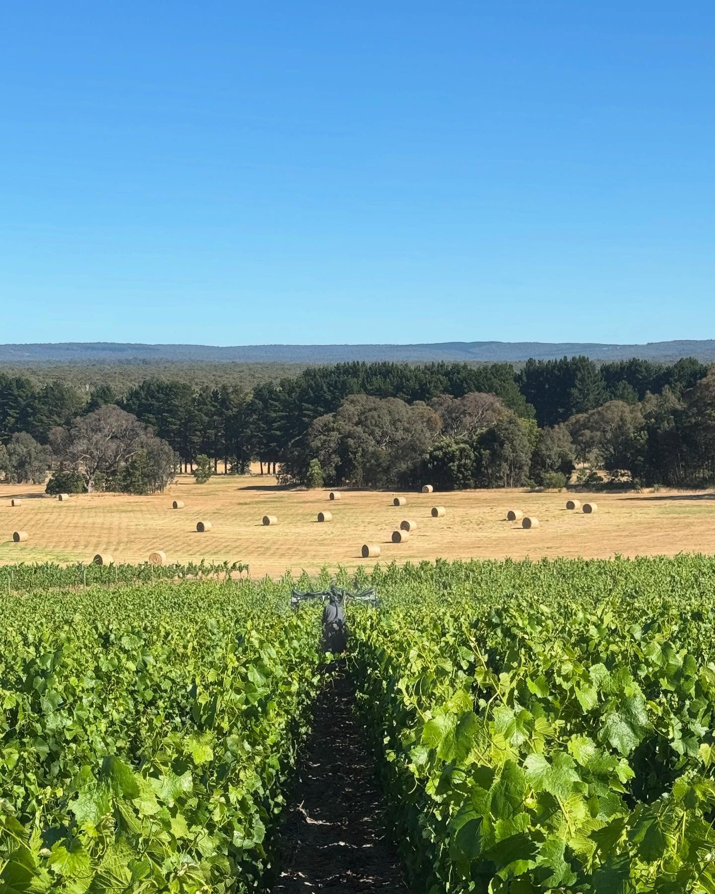 Bindi Wines