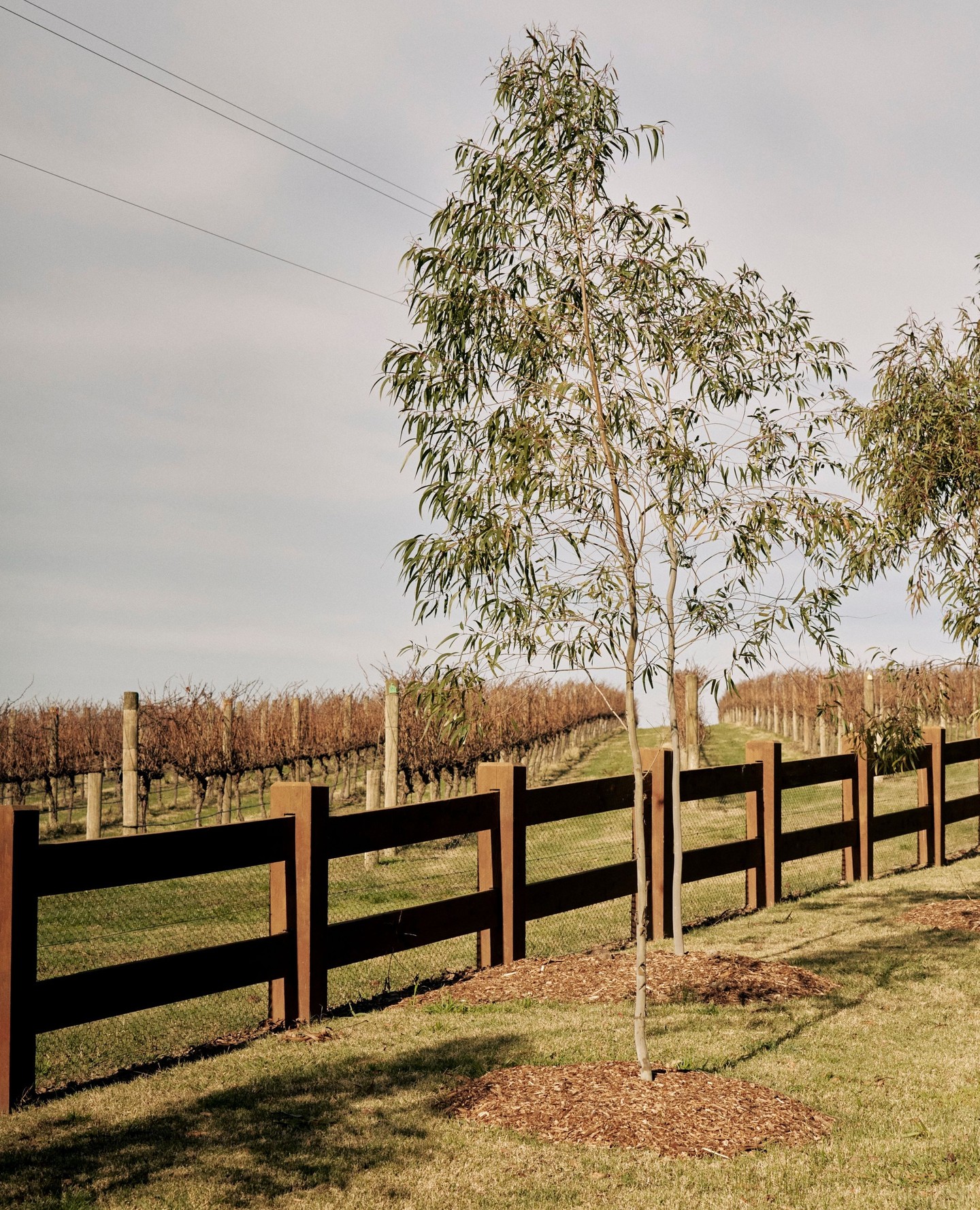 Zonzo Estate Yarra Valley