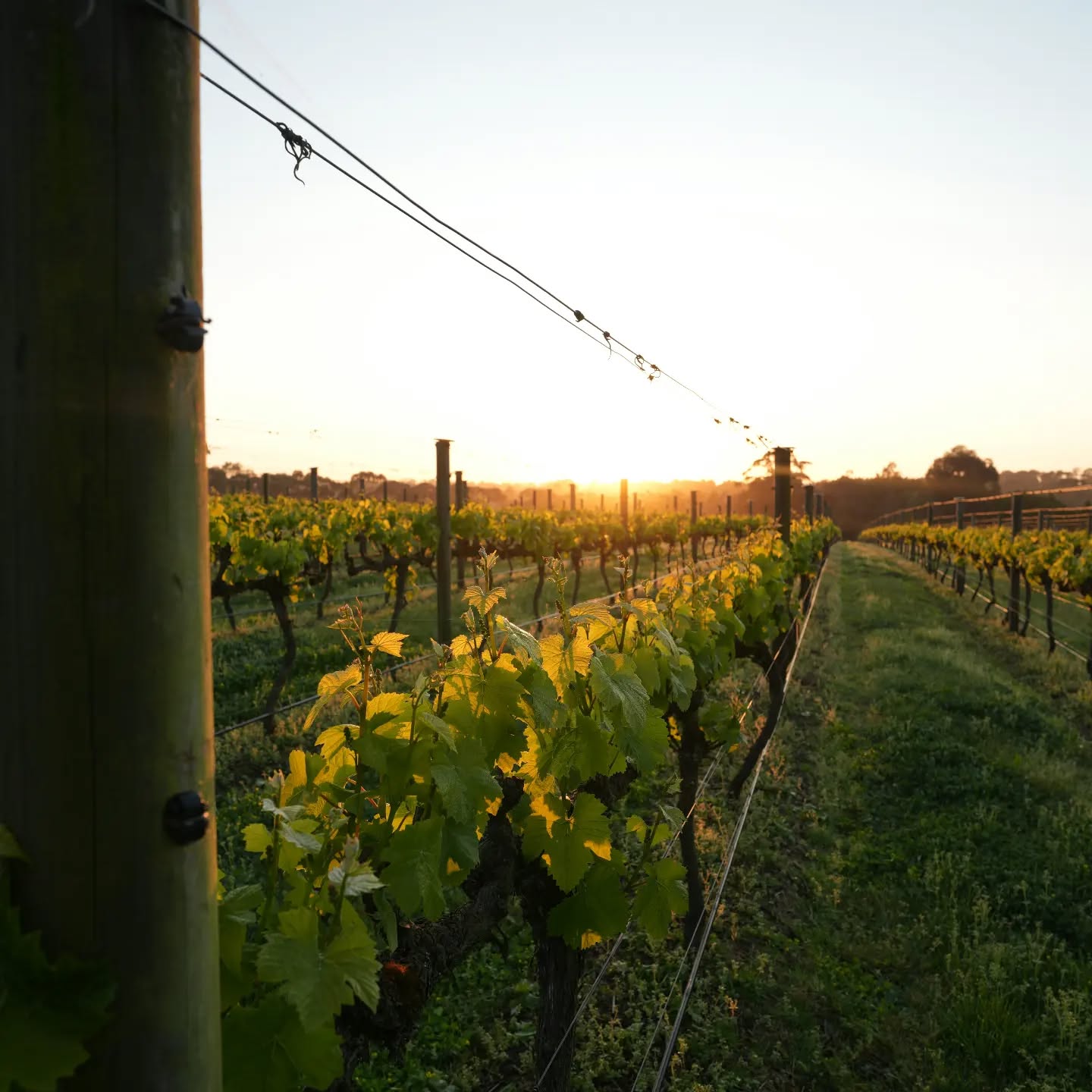 Barmah Park Restaurant & Cellar Door