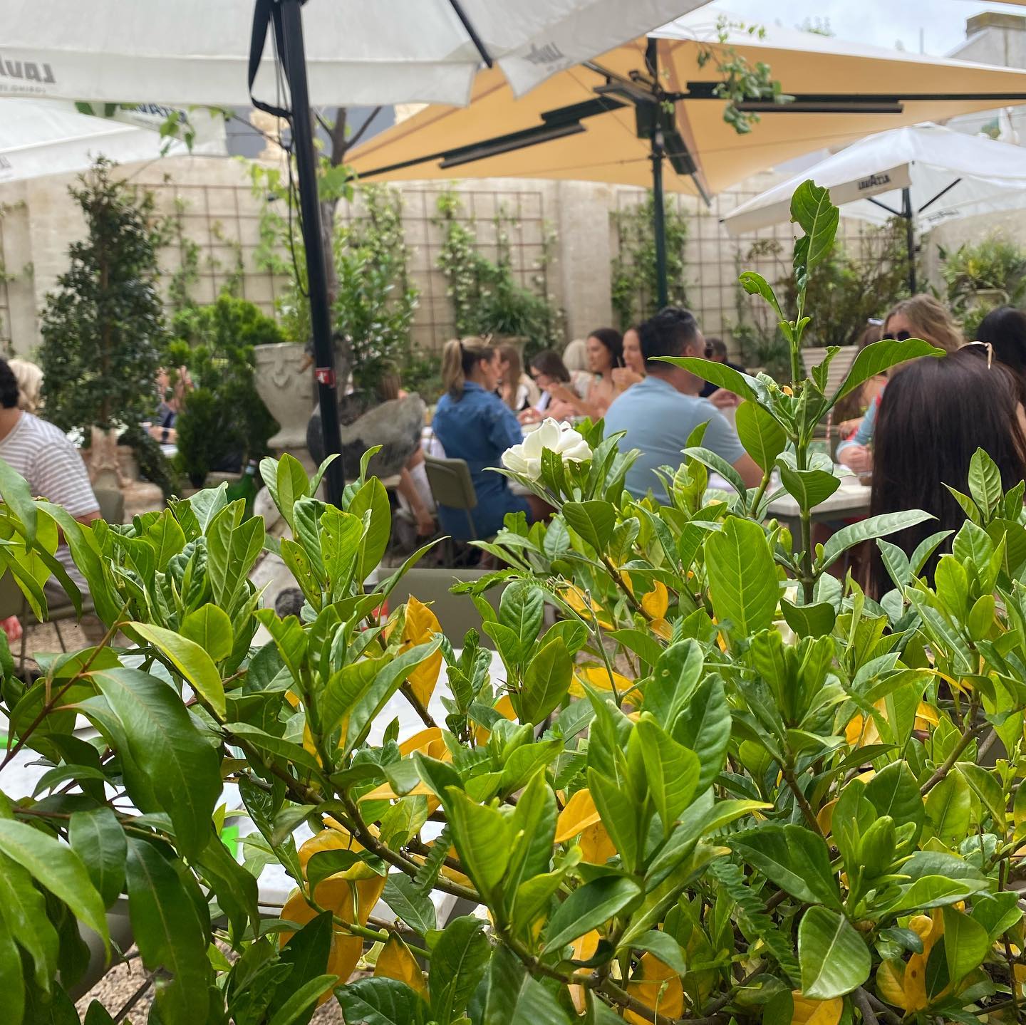 Cafe Di Stasio