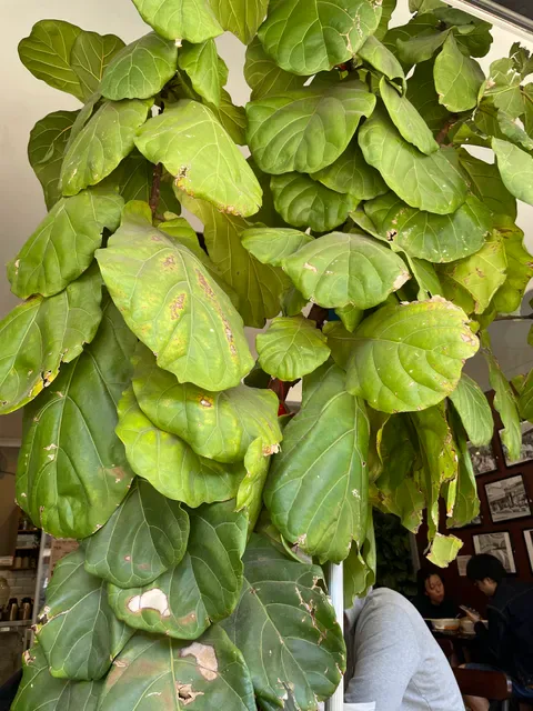 Pho Viet Xua 1919