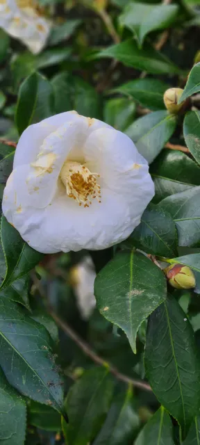 The Jade Teahouse at Camellia Gardens
