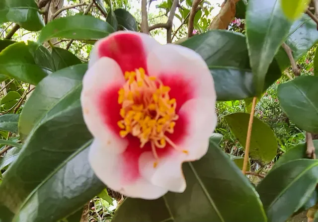 The Jade Teahouse at Camellia Gardens
