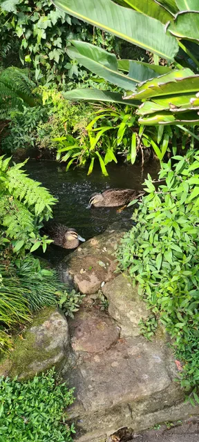 The Jade Teahouse at Camellia Gardens