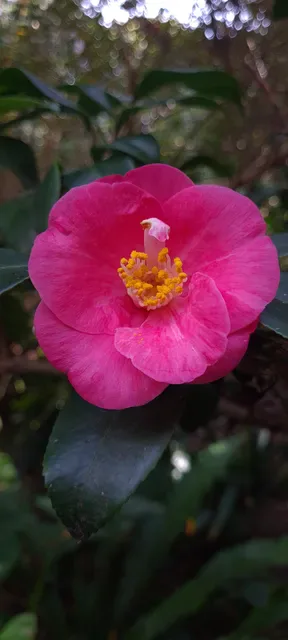 The Jade Teahouse at Camellia Gardens