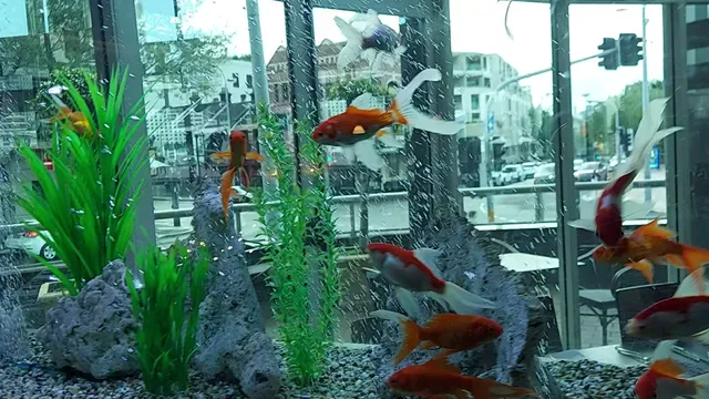 The Little Snail Restaurant