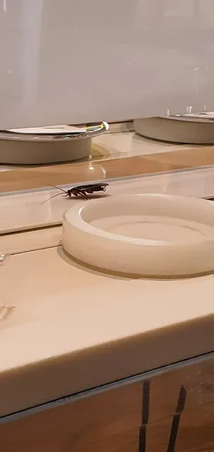 Sushi Train® Aspley