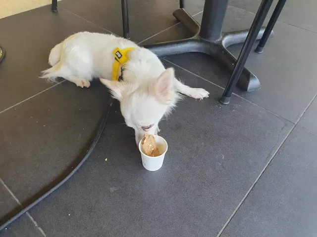 CHANOYU Cafe Nerang – Matcha, Japanese Desserts & Pet-Friendly