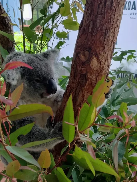 Koala Tavern