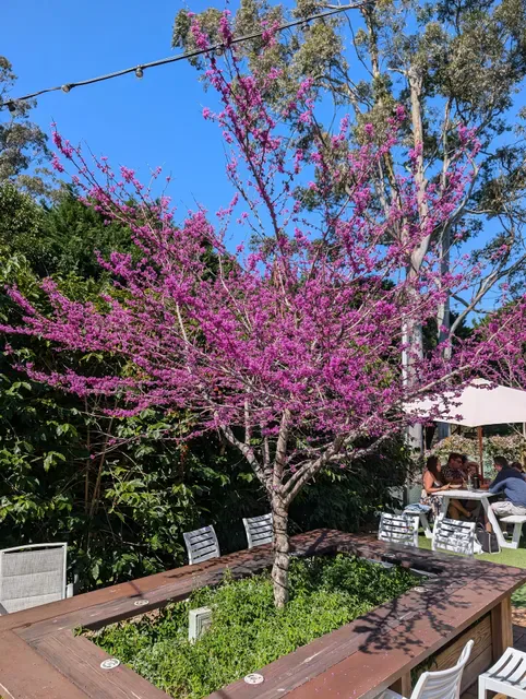 Tamborine Mountain Coffee Plantation