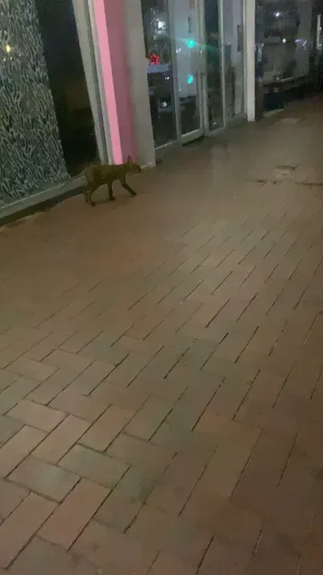 Bakery on O'Connell