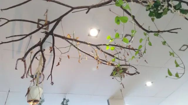 Latte Studio