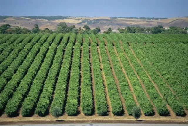 Maxwell Wines