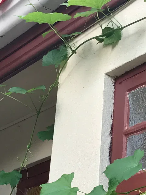 Taste of Nepal