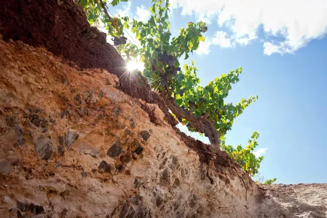 Alkina Wine Estate