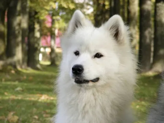 Smiling Samoyed Brewery