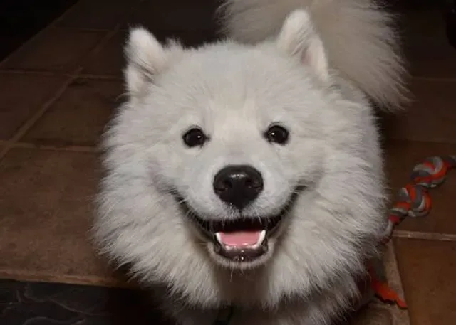 Smiling Samoyed Brewery