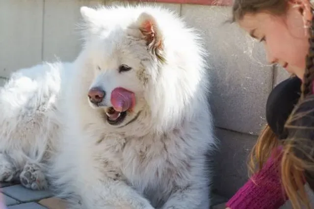 Smiling Samoyed Brewery