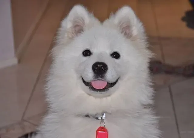 Smiling Samoyed Brewery