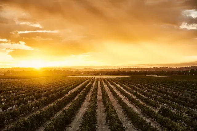 Kaesler Wines