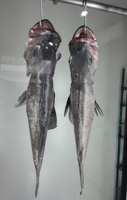 Fish By Moonlite