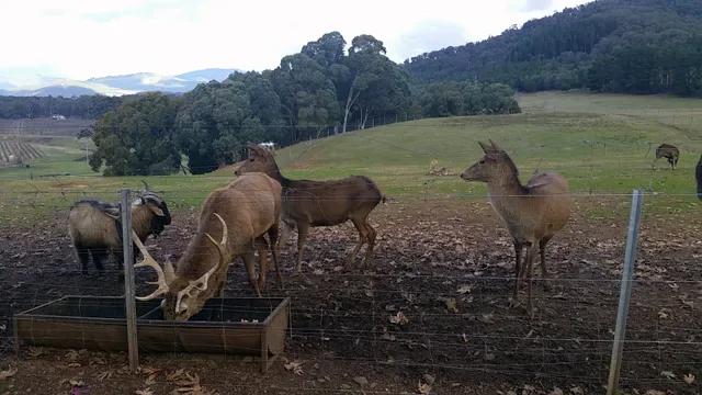 The Red Stag Restaurant