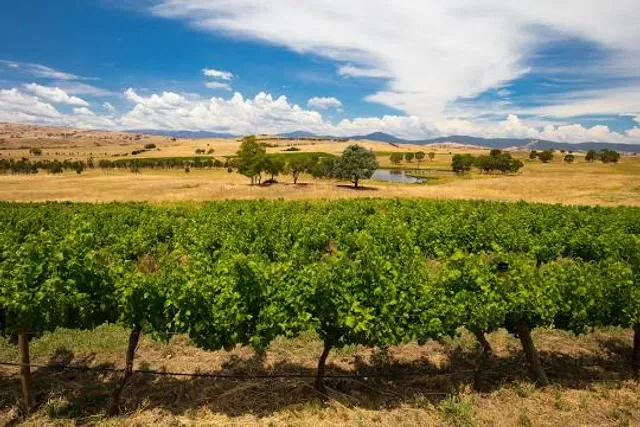 Delatite Winery