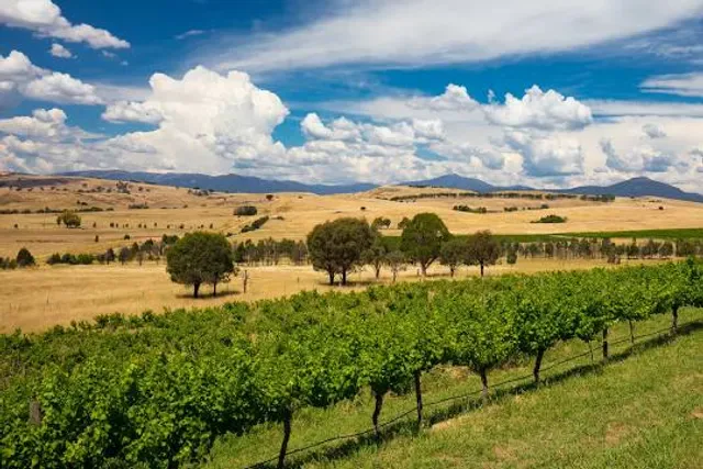 Delatite Winery