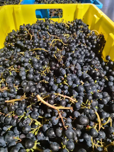 Avani Wines