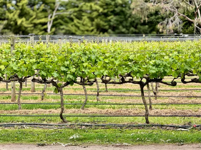 Barmah Park Restaurant & Cellar Door