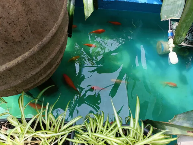 Blue Bamboo Restaurant and Cafe