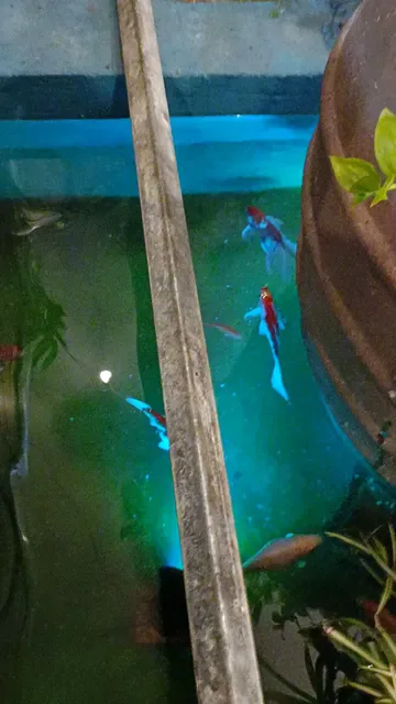 Blue Bamboo Restaurant and Cafe
