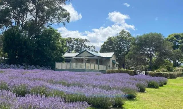 Lady Lavender's Tea Room