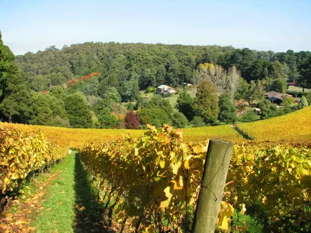Paternoster Wines