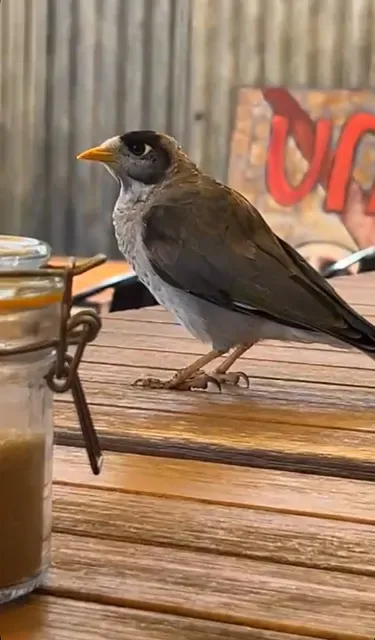 Pops Cafe Bar