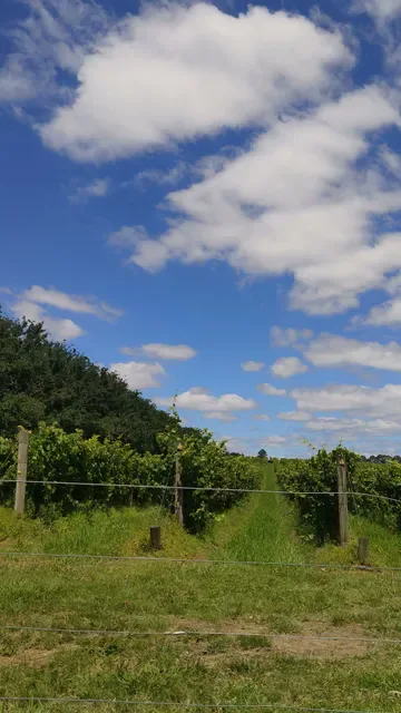 Stones of the Yarra Valley