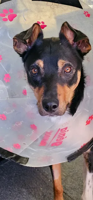 THE ANGRY DOG