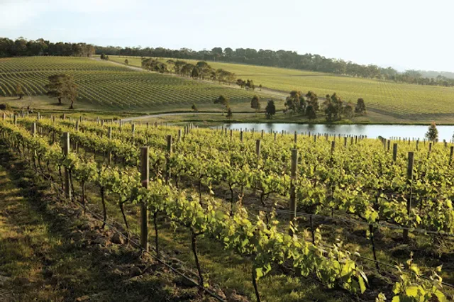 Yabby Lake Vineyard