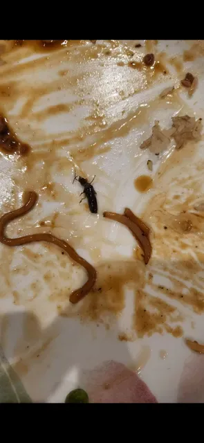 Noodle City Sushi