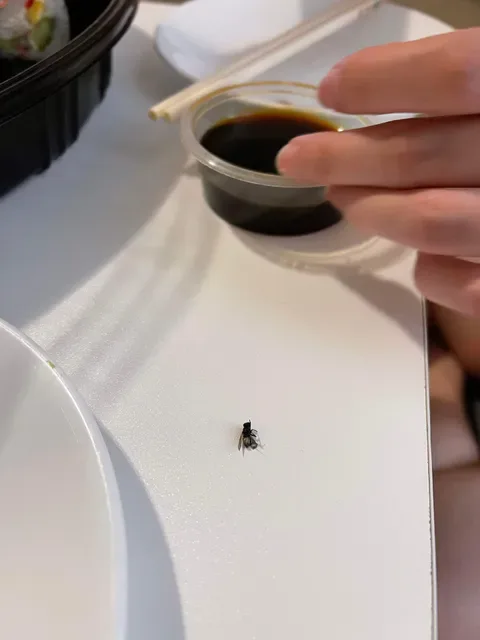 Silver Sushi Willetton