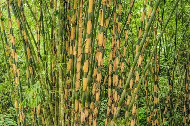 Bamboo Forest At Penglipuran Village