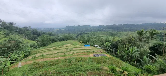 Diuma Pacung