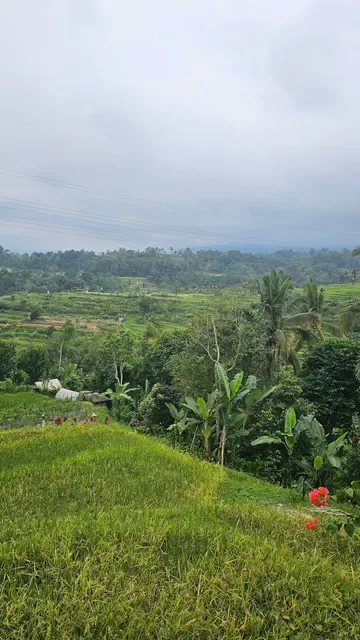 Diuma Pacung