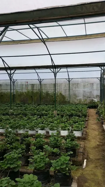 Strawberry Stop