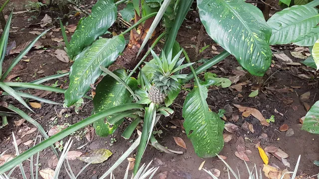 Subak Bali Agro