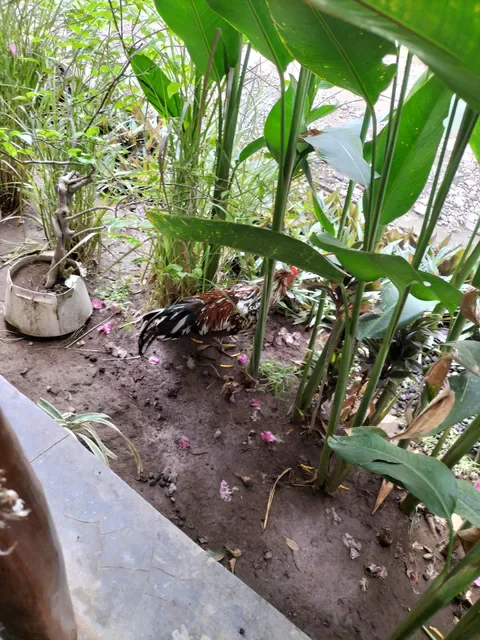 Warung Bukit Pemuteran