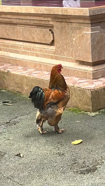 Babi Guling Warung Vengkung