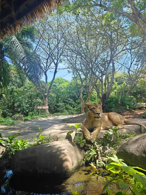 Tsavo Lion Restaurant