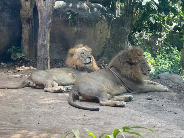 Tsavo Lion Restaurant